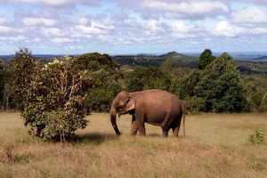 Mondulkiri - Elephant Valley Project - Cambodja